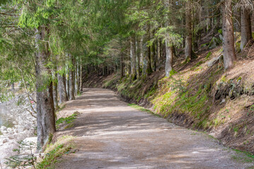 Fototapeta premium Chemin de randonnée sous les sapins le long d'un lac d'altitude dans les Vosges