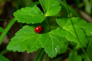Ladybug with seven spots, Coccinella septempunctata, Coleoptera Coccinellidae on a green leaf in the forest close up