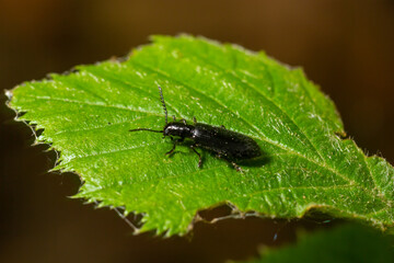 Close up Malachite beetle, Malachius bipustulatus, family soft-winged flower beetles, Melyridae, on a leaf. Dutch garden. Spring, May