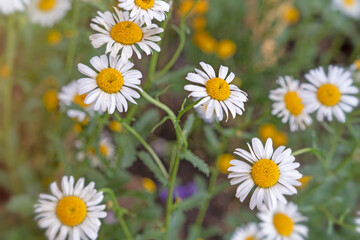 A bee is sitting on a marguerite flower.