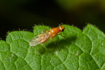 Ptecticus trivittatus - soldier fly is a family of Stratiomyidae