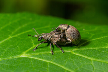 A black vine weevil, Otiorhynchus sulcatus, Family Curculionidae, on a wild privet leaf