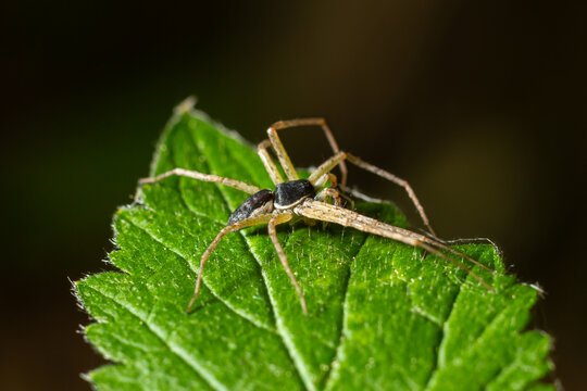Adult Male Running Crab Spider of the Family Philodromidae