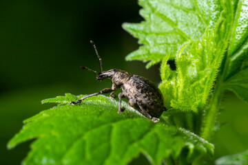 A black vine weevil, Otiorhynchus sulcatus, Family Curculionidae, on a wild privet leaf