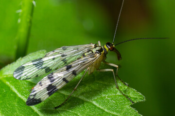 Panorpa communis is the common scorpionfly a species of scorpionfly. Its are useful insects that eat plant pests