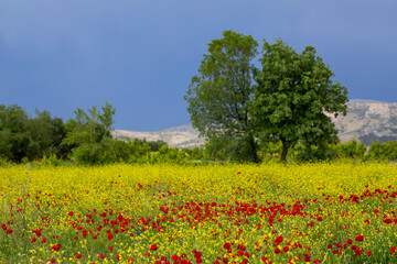 Field of blooming red poppies