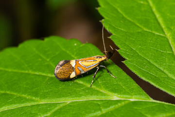 Close-up image of a long-legged butterfly, Nemophora degeerella. Green leaf