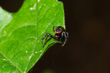 Macro photo of a crab spider hanging onto a plant, Xysticus Croceus