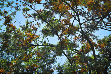 AUTUMN TREE IN THE MOUNTAINS