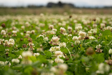 White Clover in Flower