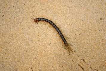Centipede on the sand. Arthropoda has a segmented body and a jointed appendage extending from each segment of the body.