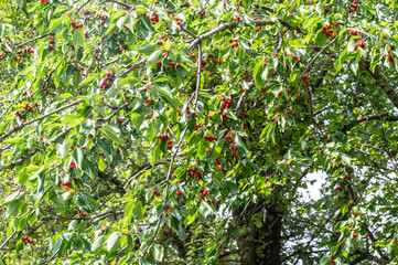 red apple tree