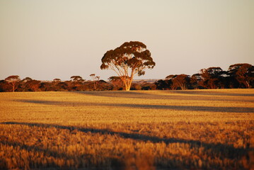 Gum Tree Australian Outback © sanimmo