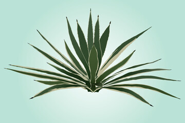 Agave plant isolated on blue backgroungd.