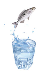 picarel  , poisson, sauter, évasion, pêche, eau, en verre, boire, liquide, froid, verser, isolé, blanc, clapoter, éclaboussure, bouillonner, boisson, bleu, abattre, clair, frais, glace, sain, propre, 