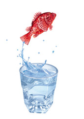 rascasse  , poisson, sauter, évasion, pêche, eau, en verre, boire, liquide, froid, verser, isolé, blanc, clapoter, éclaboussure, bouillonner, boisson, bleu, abattre, clair, frais, glace, sain, propre,