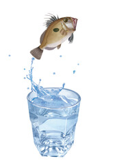 saint pierre   , poisson, sauter, évasion, pêche, eau, en verre, boire, liquide, froid, verser, isolé, blanc, clapoter, éclaboussure, bouillonner, boisson, bleu, abattre, clair, frais, glace, sain, pr