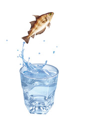 tacaud  , poisson, sauter, évasion, pêche, eau, en verre, boire, liquide, froid, verser, isolé, blanc, clapoter, éclaboussure, bouillonner, boisson, bleu, abattre, clair, frais, glace, sain, propre, t