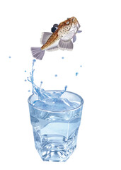 uranoscope, poisson, sauter, évasion, pêche, eau, en verre, boire, liquide, froid, verser, isolé, blanc, clapoter, éclaboussure, bouillonner, boisson, bleu, abattre, clair, frais, glace, sain, propre,