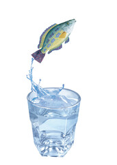 crénilabre, poisson, sauter, évasion, pêche, eau, en verre, boire, liquide, froid, verser, isolé, blanc, clapoter, éclaboussure, bouillonner, boisson, bleu, abattre, clair, frais, glace, sain, propre,
