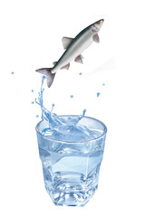 éperlan, poisson, sauter, évasion, pêche, eau, en verre, boire, liquide, froid, verser, isolé, blanc, clapoter, éclaboussure, bouillonner, boisson, bleu, abattre, clair, frais, glace, sain, propre, tr