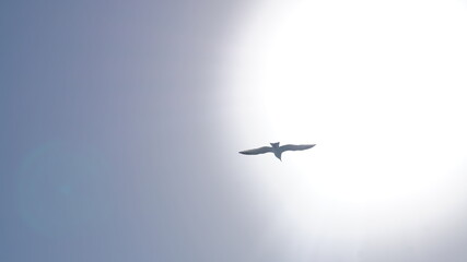 Seagull flying in the blue sky. Bird silhouette flying on the background of the sun. Sunlight bird background. Birds flying in the sky. Migratory birds in winter. Beautiful natural background.