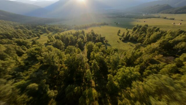 Aerial panorama dynamic evening view autumn sunny meadow forest trees mountain valley scenery. FPV sports drone herd of wild horses and sheep cow grazing field surrounded by sunlight ray landscape
