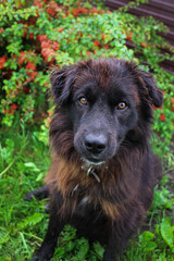 Fototapeta premium portrait of a dog