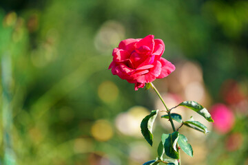 close up on red roses