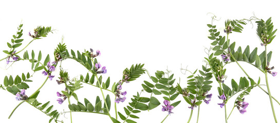Frame of Vicia sativa meadow flowers isolated on white background. Floral composition of vetches...