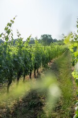 Vigneto in Valtenesi che sta crescendo