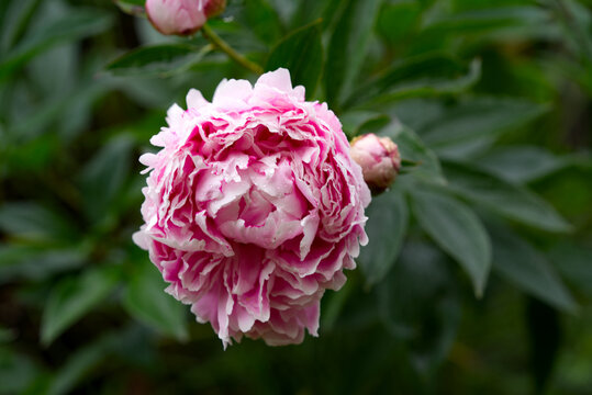 Pink peony flower with defocus background and water drops in own garden on a cloudy spring day. Photo taken May 4th, 2022, Zurich, Switzerland.