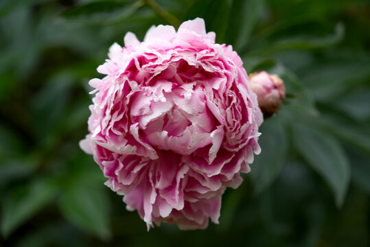 Pink peony flower with defocus background and water drops in own garden on a cloudy spring day. Photo taken May 4th, 2022, Zurich, Switzerland.