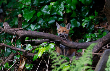 Urban fox cubs exploring the garden