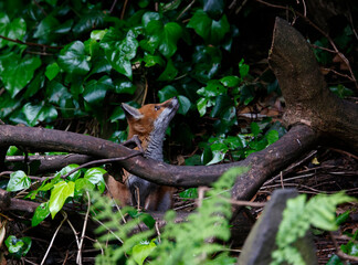 Urban fox cubs exploring the garden