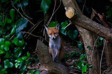 Urban fox cubs exploring the garden