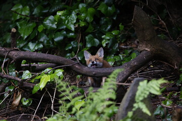 Urban fox cubs exploring the garden