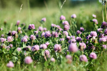 Pink clover flowers natural background