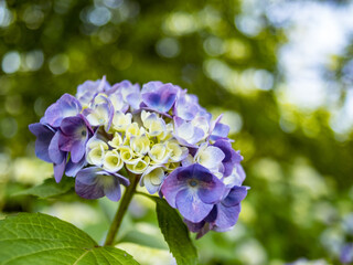 Fototapeta premium 紫陽花