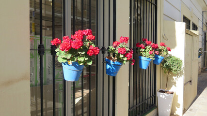 Geraniums in blue pots