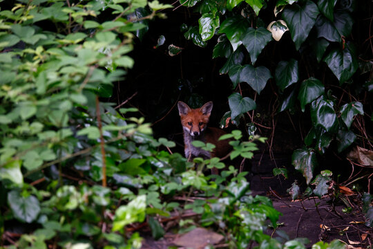 Urban Fox Cubs Exploring The Garden