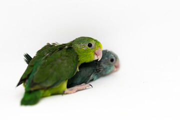 Selective focus of forpus parrotlet newborn bird studio shot on white background