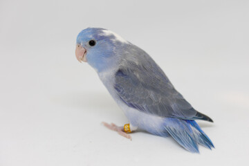 Selective focus of forpus parrotlet newborn bird studio shot on white background