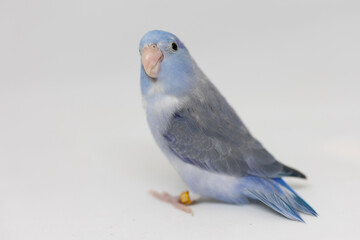 Selective focus of forpus parrotlet newborn bird studio shot on white background