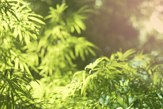 Blurred nature image in cool tone for summer and fall background. Bamboo leaves in afternoon air lighting. A serene in matured green nature atmosphere of beautiful bamboo forest. 