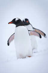 Two gentoo penguins walk through snow together