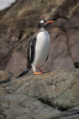 Naklejka premium Wet gentoo penguin standing on sunlit rock