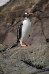 Wet gentoo penguin standing on sunlit rock