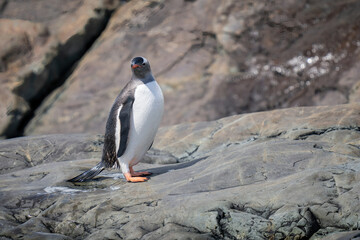 Fototapeta premium Wet gentoo penguin stands on rocky shoreline
