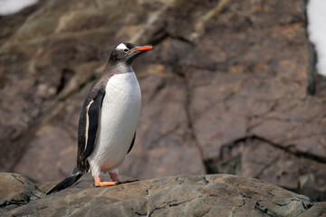 Naklejka premium Wet gentoo penguin stands on sunlit rock